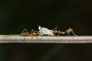 Debris-carrying Lacewing larvae - being attacked by Asian Weaver Ant, Oecophylla smaragdina, on stem - Klungkung, Bali