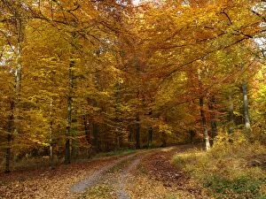 Deciduous Forest - October