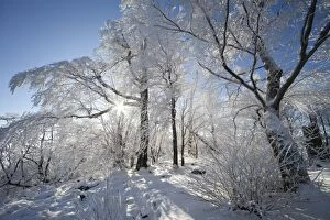 Images Dated 29th January 2011: Deciduous Trees - covered in snow and frost - Hoher Meissner National park - North Hessen - Germany