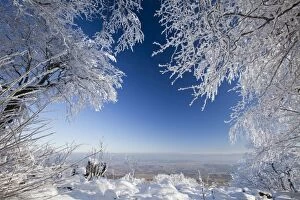 Images Dated 29th January 2011: Deciduous Trees - covered in snow and frost - Hoher Meissner National park - North Hessen - Germany