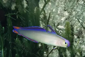 Goby Prints: Decorated Dart Goby / Purple Firefish Solomon Sea & New Guinea