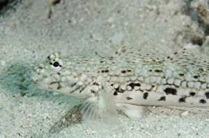 Alor Gallery: Decorated Goby