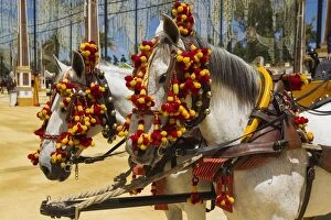 Images Dated 7th May 2013: Decorated Horses - at the Feria del Caballo (Horse Fair)