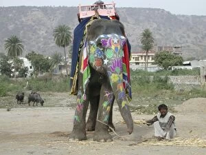 Ceremonies Gallery: Decorated Indian Elephant