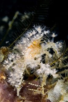 Decorator Crab with anemones attached for protection