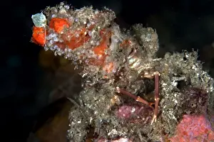 Puzzle Prints: Decorator Crab - Indonesia