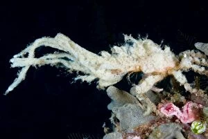 Decorator Crab with sponge and corals attached for