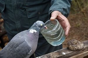 Decoy bird Wood Pigeon given water to drink