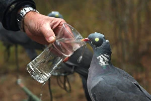 Wood Gallery: Decoy birds Wood Pigeons given water to drink