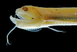 Teeth Gallery: Deep Sea Gulper Eel, Gunther's Boafish (preserved). Circumglobal down to 3, 000m