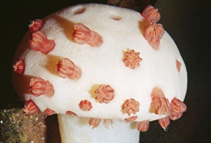 Images Dated 3rd September 2009: Deep Sea Mushroom Soft Coral (Cnidaria) - Depth: 700 - 4000 ft - Canyon Walls - Montery Bay