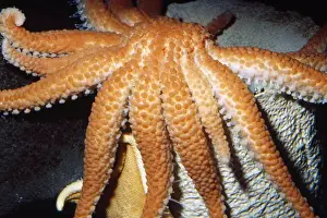 Starfishes Prints: Deep Sea Sun Star Monterey Submarine Canyon, Monterey Bay, California, USA