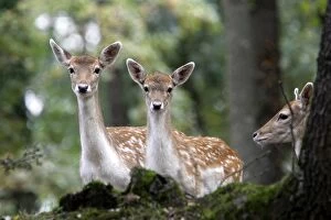 Deer - female / doe - in park