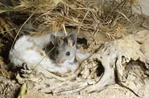 Mouse Prints: Deer Mouse At nest