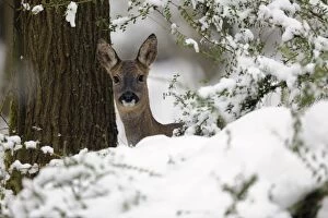 Images Dated 13th January 2010: DEER. Roe deer standing behind snow covered bushes