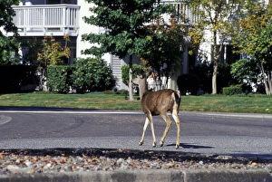 Deer walking through residential neighborhood