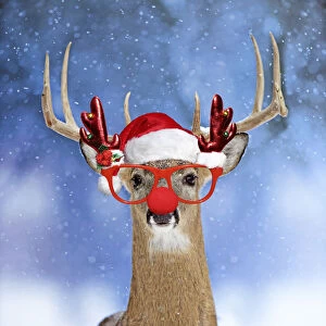 Deer, in winter snow wearing Christmas hat