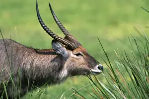 Defassa Waterbuck Maasai Mara, Kenya, Africa