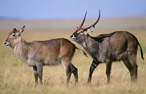 Defassa Waterbuck Maasai Mara, Kenya, Africa