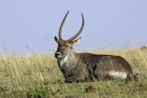 Defassa Waterbuck. Maasai Mara National Park - Kenya - Africa