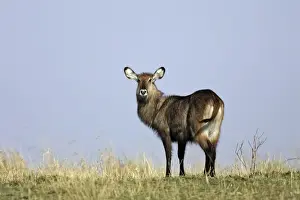 Defassa Waterbuck. Maasai Mara National Park - Kenya - Africa
