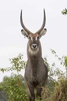 Images Dated 15th June 2005: Defassa Waterbuck - male