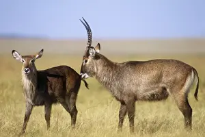 Defassa Waterbuck - male waterbuck testing a female's receptiveness to mating Maasai Mara, Kenya, Africa