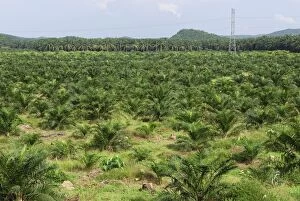 Images Dated 26th November 2007: Deforestation area - with oil palm plantation - Sabah - Borneo - Malaysia