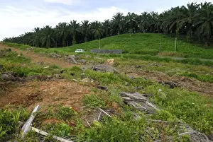 Deforestation area - with oil palm plantation - Sabah - Borneo - Malaysia