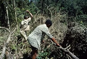 Deforestation - clearing primary forest for cloves