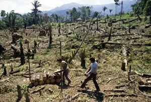 Deforestation - clearing rainforest