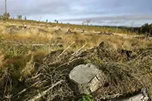 Destruction Prints: Deforestation destroyed timber forest after mechanical cut down Dalarna region, Sweden