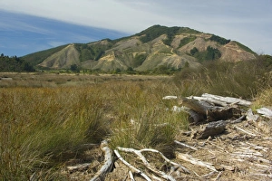 Images Dated 27th February 2008: Deforestation radical felling of timber plantations on picturesque Kenepuru Sound Marlborough