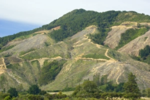 Images Dated 27th February 2008: Deforestation radical felling of timber plantations on picturesque Kenepuru Sound Marlborough