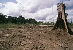Destructive Prints: Deforestation Rainforest cleared for Cattle ranching in Rondonia State