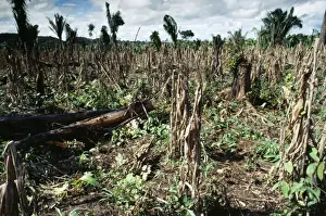 Forestry Prints: Deforestation - slash & burn with secondary growth to be reburned before planting