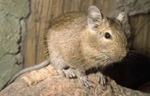 Degu South America