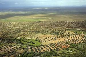 Grove Prints: Dehesa landscape with Olive Groves and Oak Trees Benquerencia de la serena
