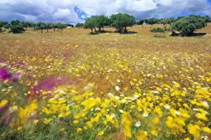 Dehesa Landscape - wild flowers Portugal