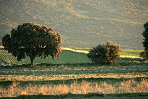 Images Dated 6th January 2005: Dehesa - a wooded meadow which is communal property aimed at keeping livestock