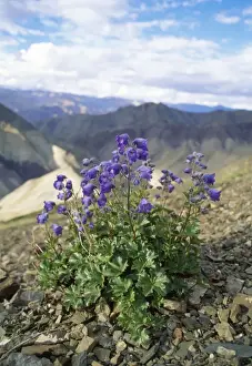 Ground Level Prints: Delphinium Flowers - view across Ludus to Ladakh range Trans Himalaya