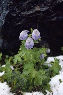 Images Dated 23rd November 2007: Delphinium Species - 13, 600ft Kumaon, Western Himalayas, India