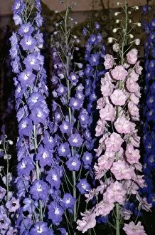 Images Dated 11th November 2010: DELPHINIUMS - Prize flowers