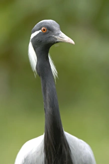 Images Dated 1st August 2008: Demoiselle Crane