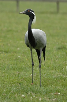 Images Dated 31st July 2008: Demoiselle Crane