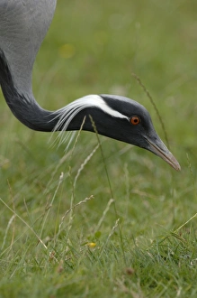 Images Dated 1st August 2008: Demoiselle Crane