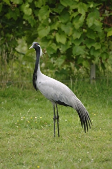 Images Dated 31st July 2008: Demoiselle Crane