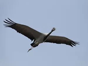 Cranes Prints: Demoiselle Crane - Calling in Flight Grus virgo Khichan, Rajasthan, India BI032576