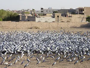 Demoiselle Collection: Demoiselle Crane Centre Grus virgo Khichan, Rajasthan, India BI032818
