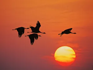 Demoiselle Collection: Demoiselle Crane - Dawn flight with Sun Grus virgo Khichan, Rajasthan, India BI032260